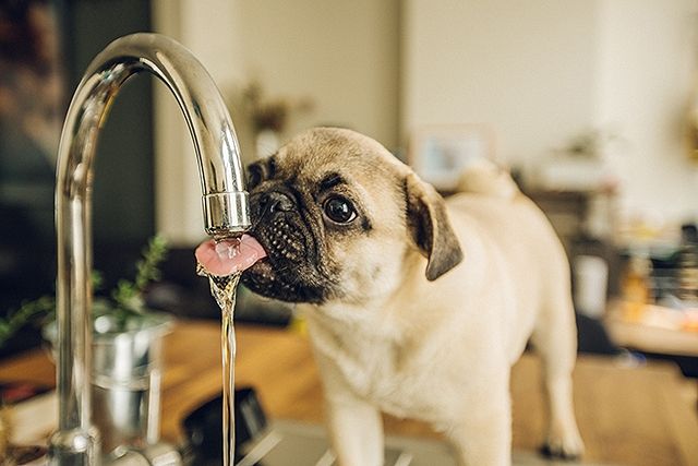 Mops trinkt Wasser direkt aus einem laufenden Wasserhahn in der Küche